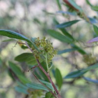 Dodonaea viscosa Jacq.